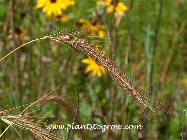 The nodding flower head in early July.